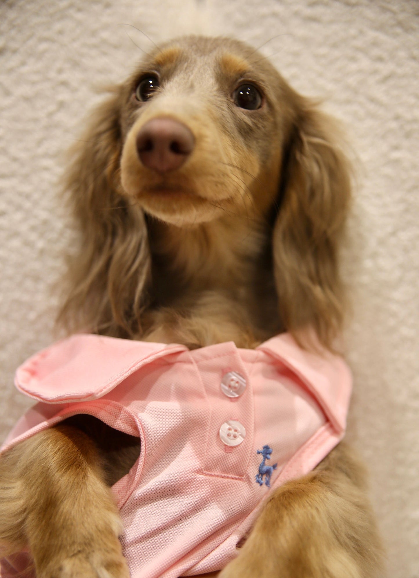 Everyday Chic Polo 日常百搭polo