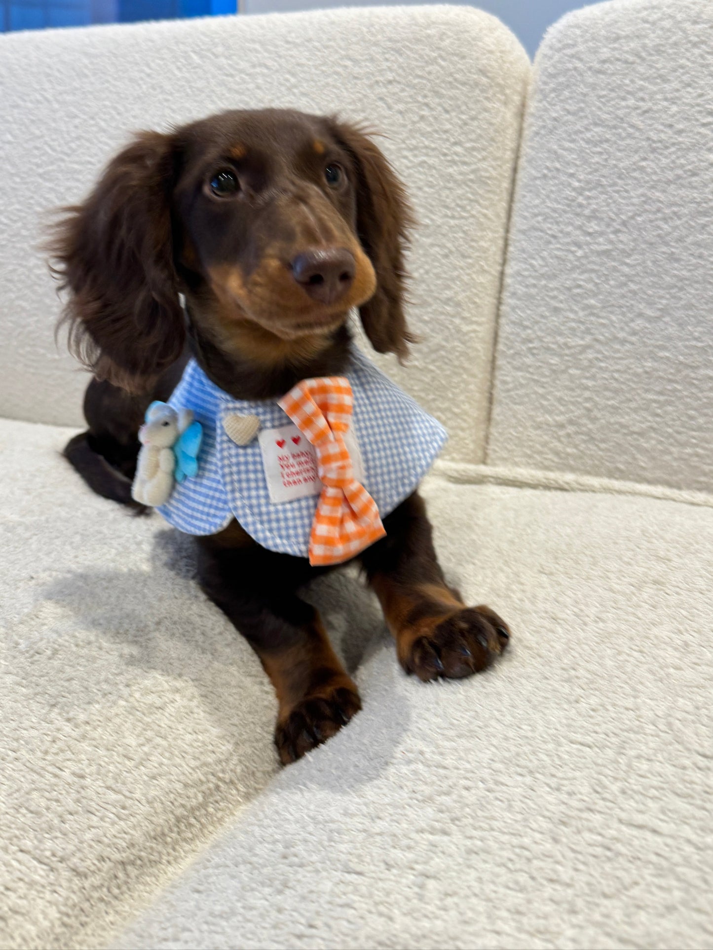 Sweet Gingham Collar 春日格纹娃娃领