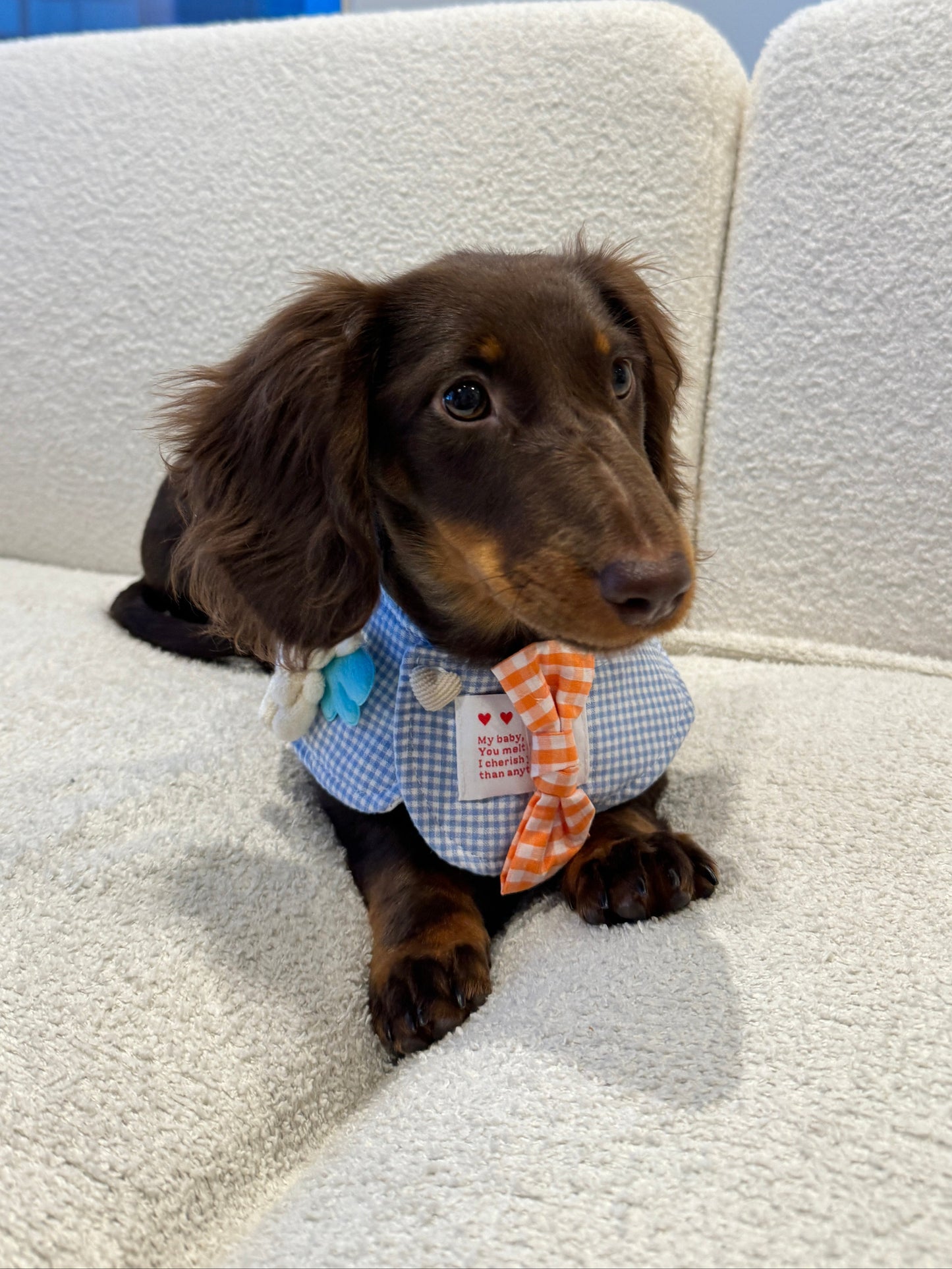 Sweet Gingham Collar 春日格纹娃娃领