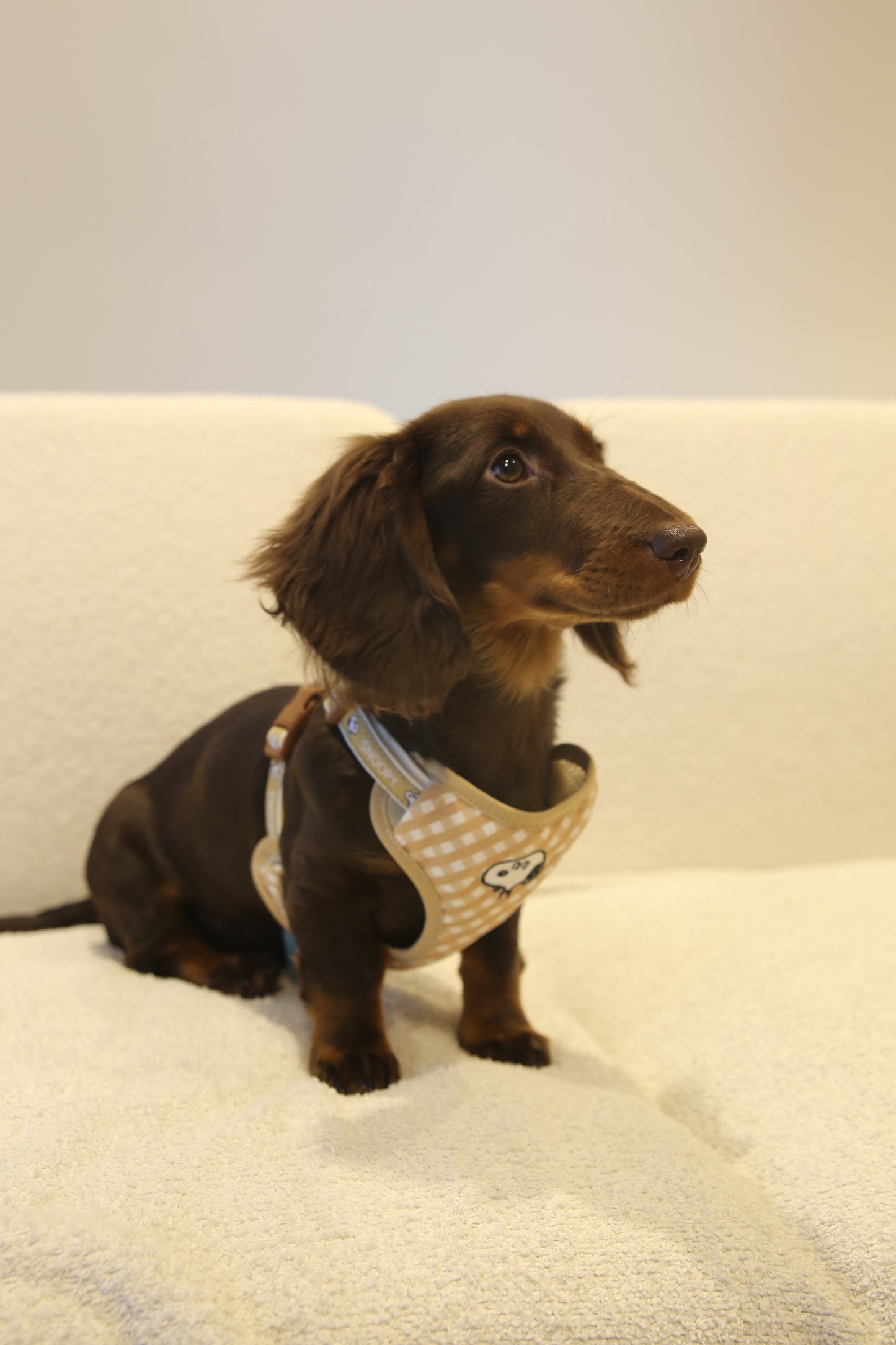 Snoopy Gingham Harness Set  史努比格纹胸背套装