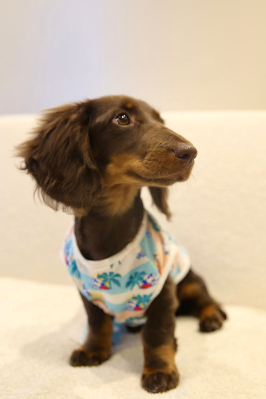 Snoopy Summer Vibes Tee  日本高端·史努比夏日清新T恤