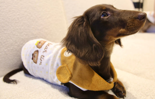 Triple Bear Cozy Outfit 三熊暖暖衣