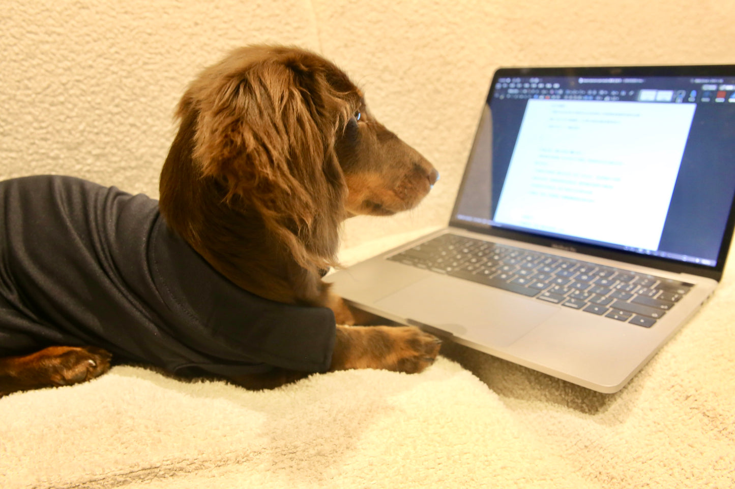 Everyday Chic Polo 日常百搭polo