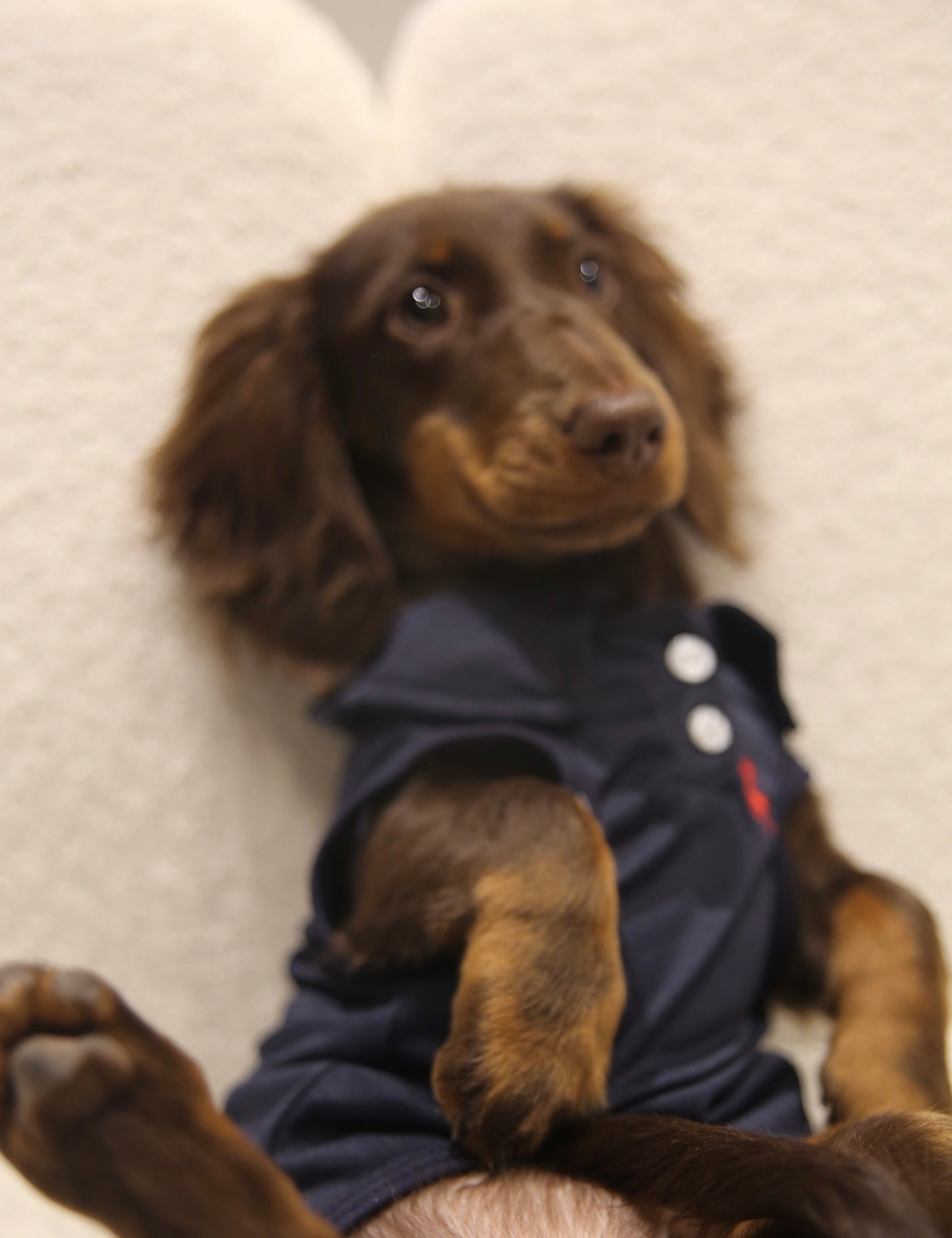 Everyday Chic Polo 日常百搭polo